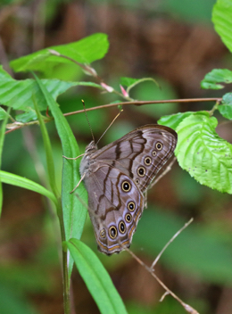 Creole Pearly-Eye